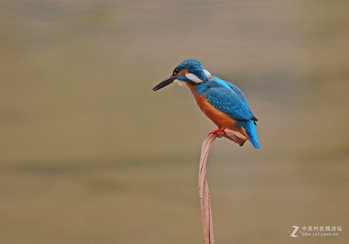 枯荷梗上的翠鸟(2)