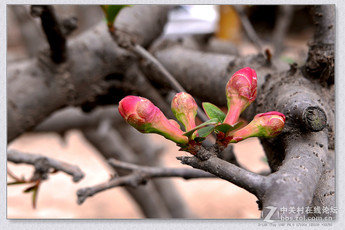 徕卡D-Lux Typ 109试机片