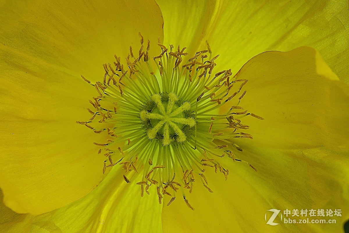 #尼康花卉作品赏析第七期#虞美人之花蕾与花蕊-微距