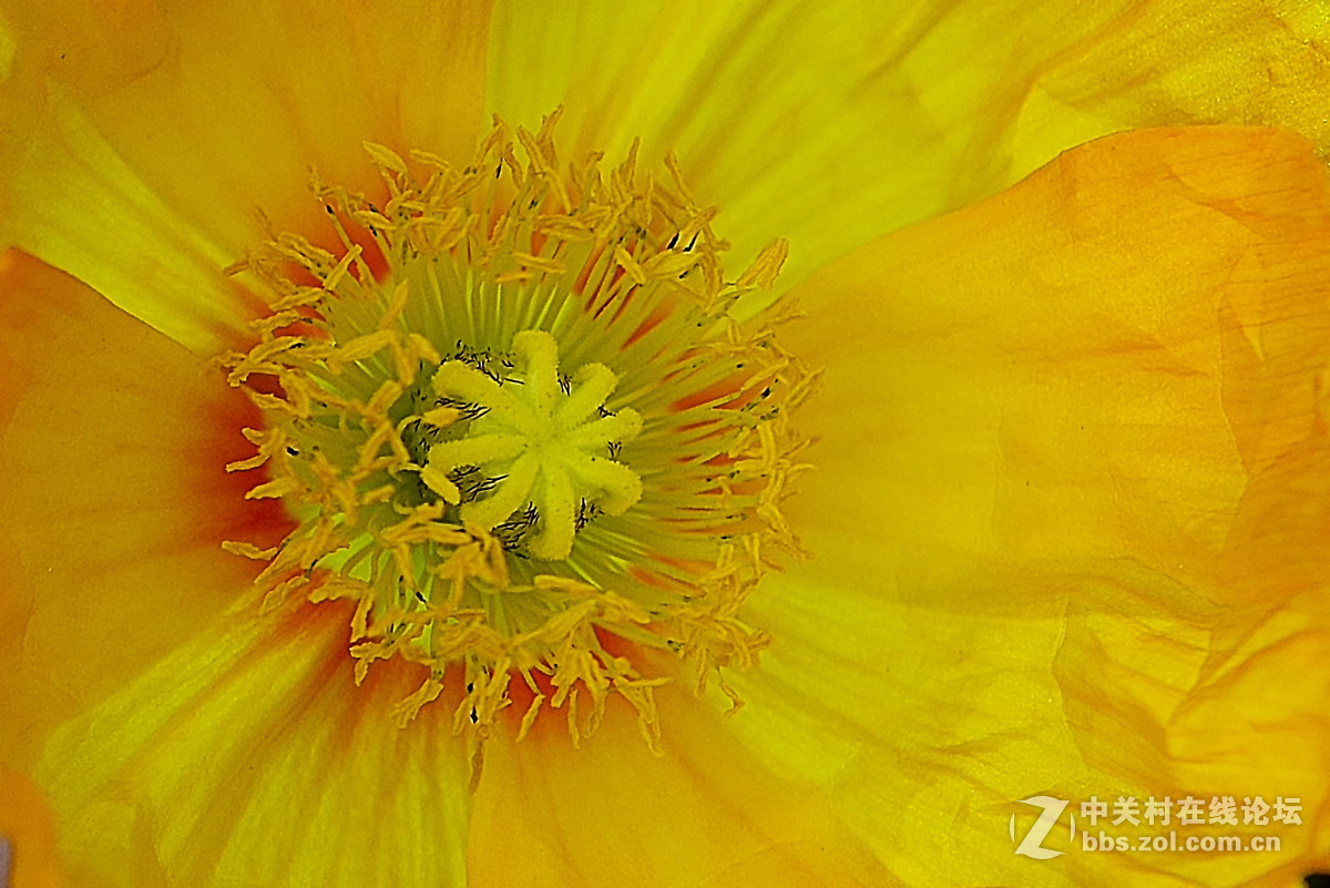 #尼康花卉作品赏析第七期#虞美人之花蕾与花蕊-微距