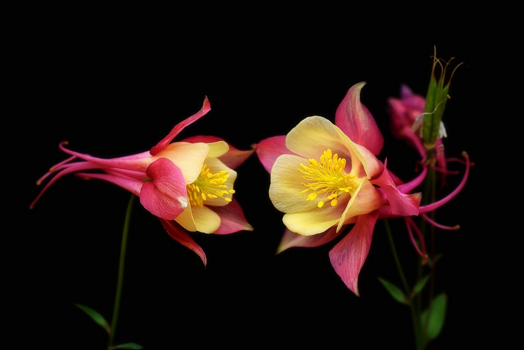 #版主坐堂#《我镜头下最美的花儿》摄影比赛活动评比结果公告