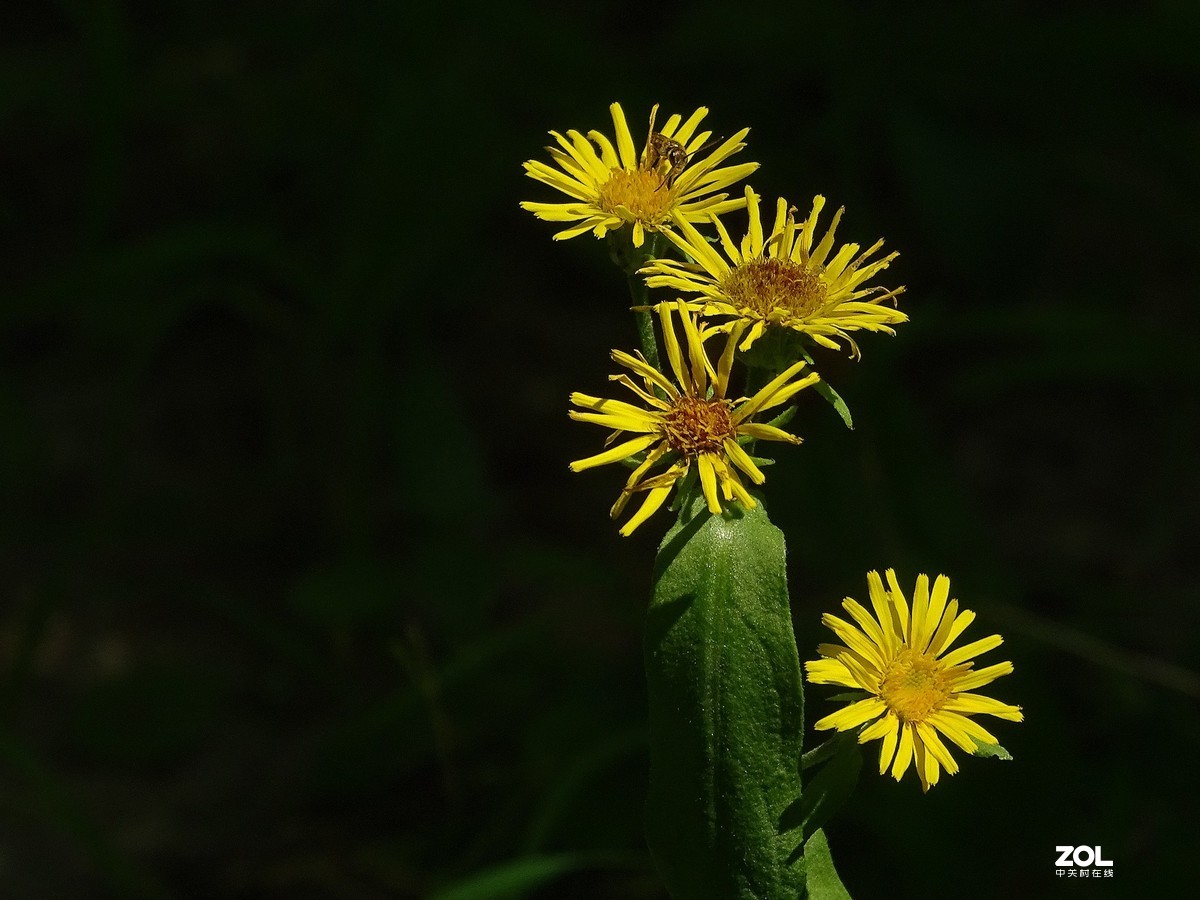 草地上的几朵小花（欧亚旋覆花）