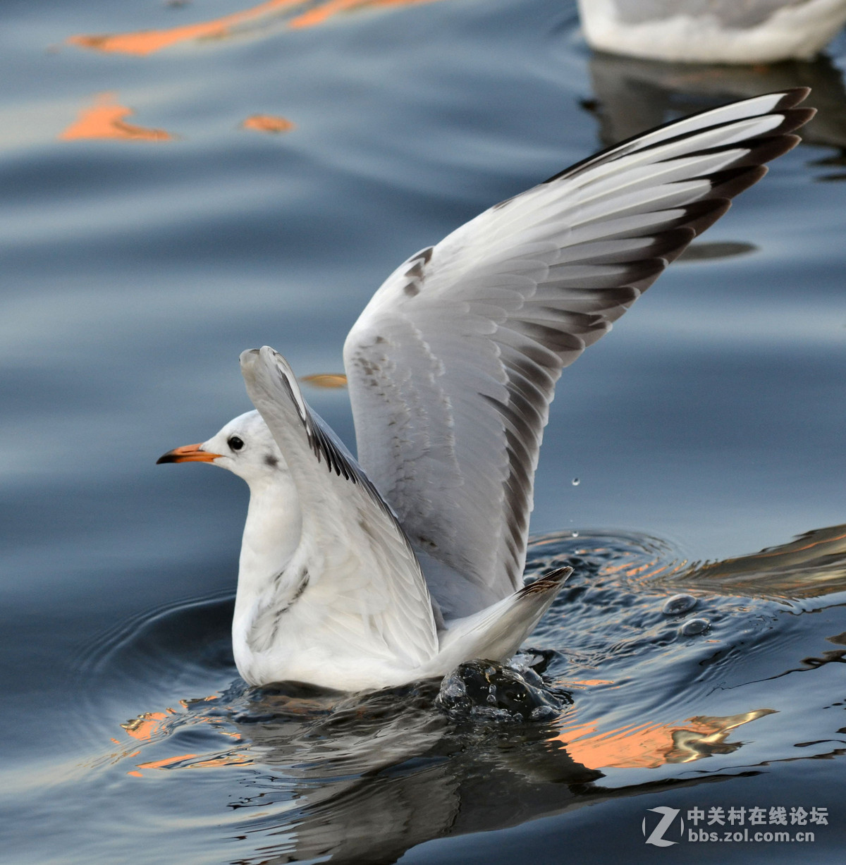 新入手小钢炮试手打海鸥