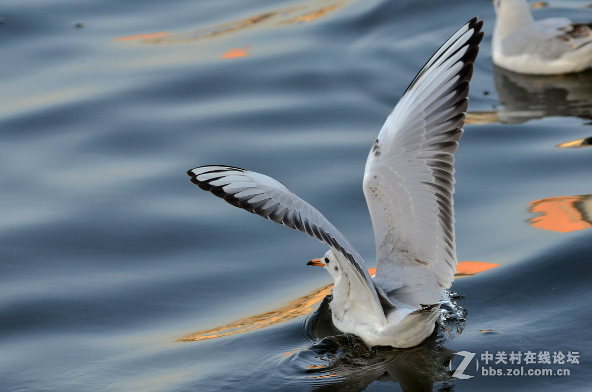 新入手小钢炮试手打海鸥