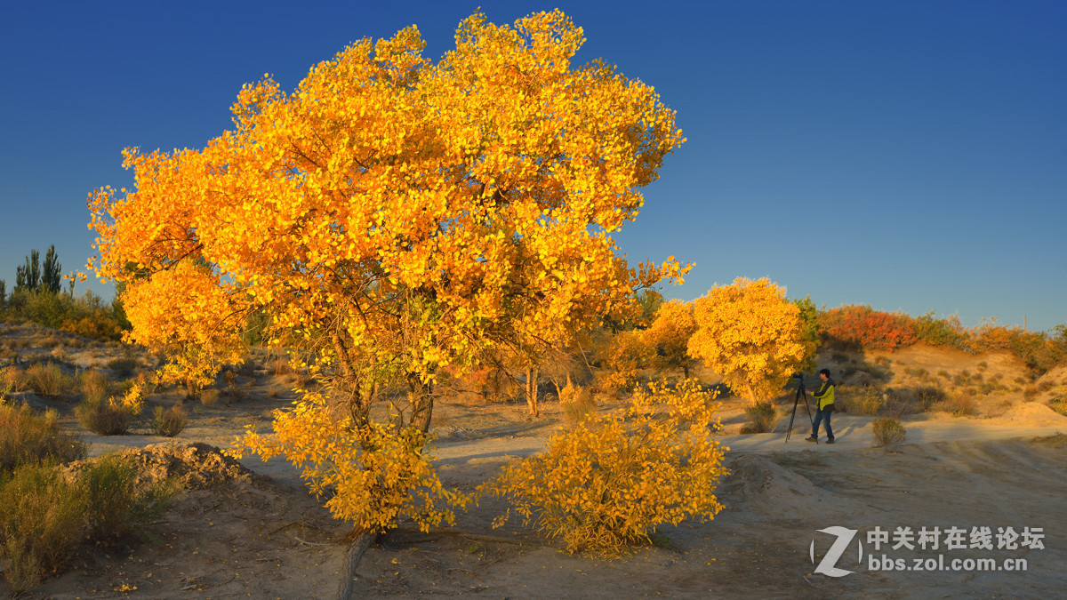 胡杨秋色