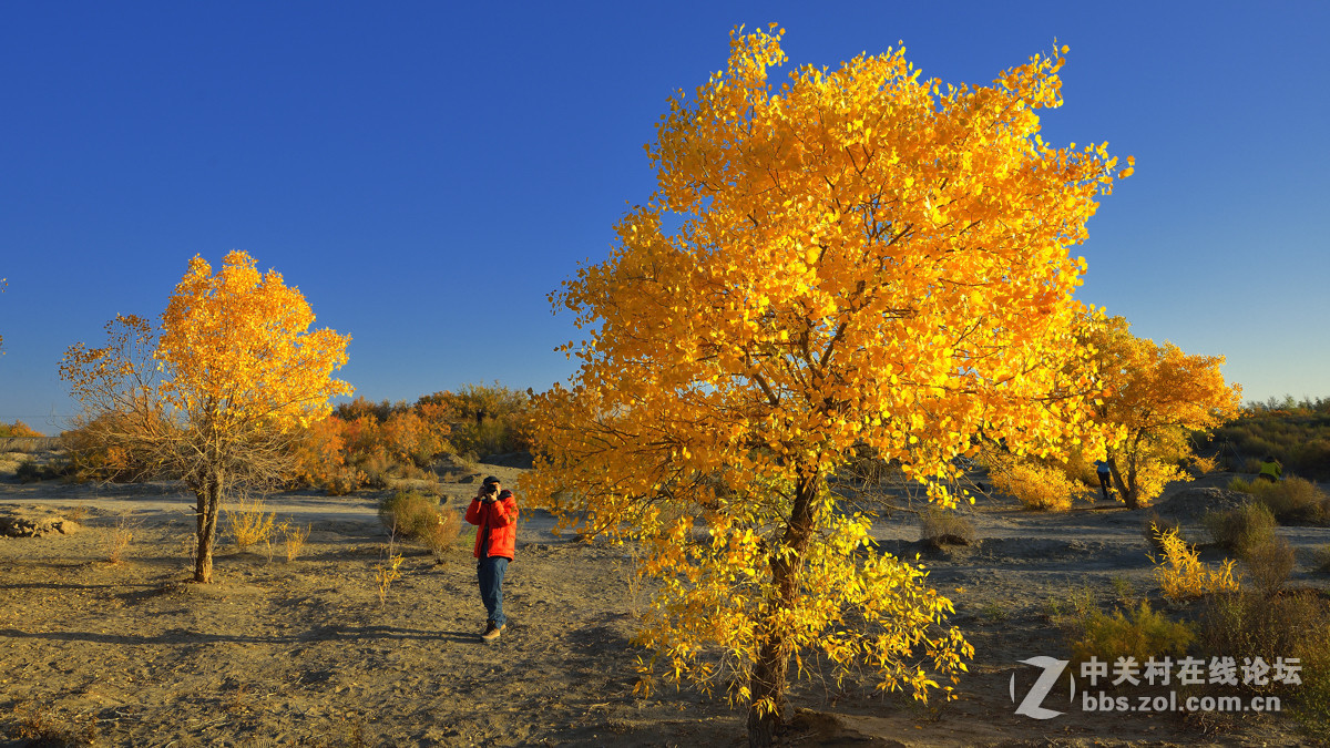 胡杨秋色
