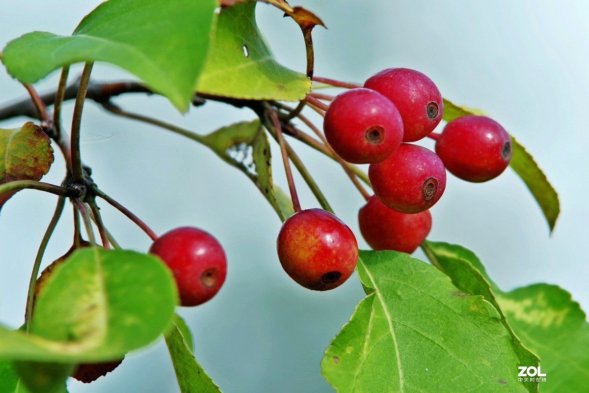 山丁子果腾龙a001镜头