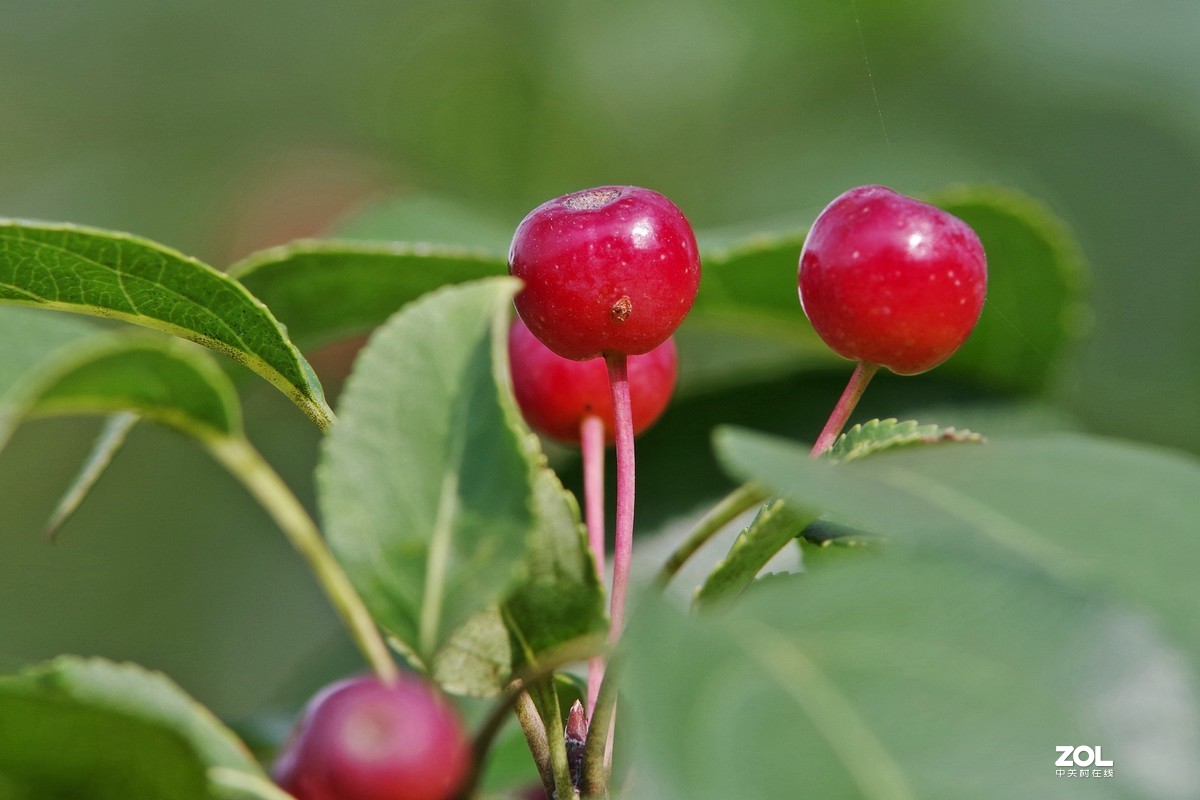 山丁子果腾龙a001镜头