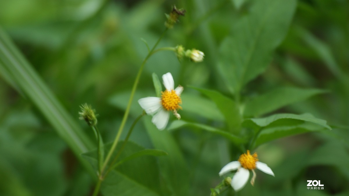 入手相机之《有请大师》