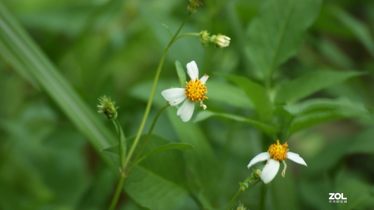 入手相机之《有请大师》