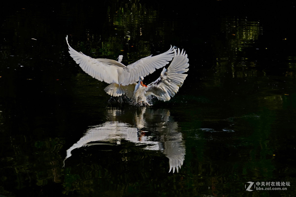 应版主建议，再上一套鹭鸟。A7加A4转接环接a70-300头。请砖。