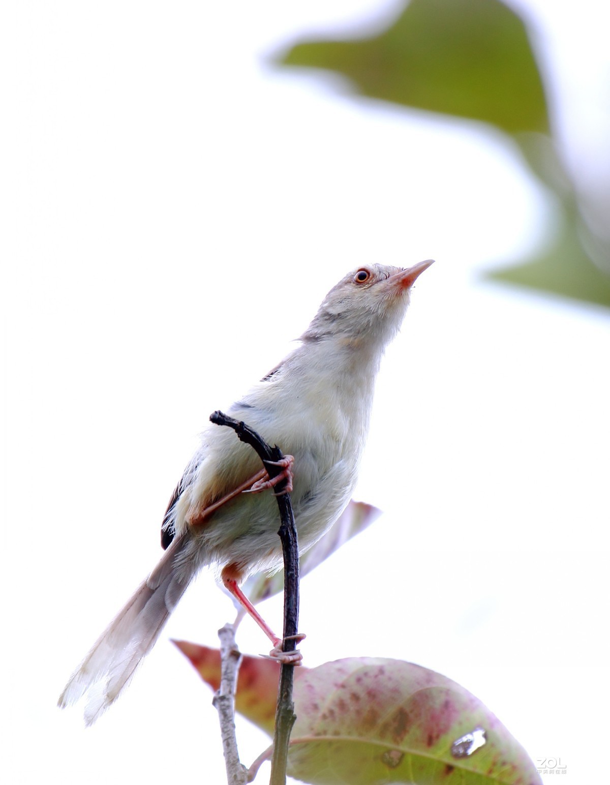 鹪莺    尼康200---500MM 镜头， 等效焦距800MM，光圈5.6