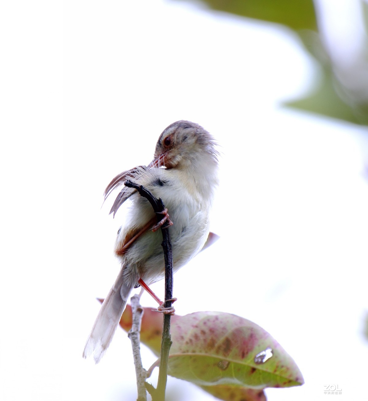 鹪莺    尼康200---500MM 镜头， 等效焦距800MM，光圈5.6
