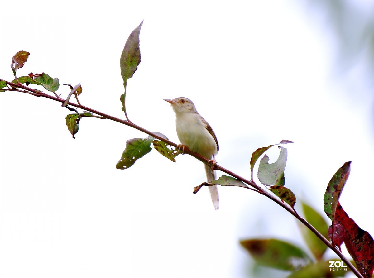 鹪莺    尼康200---500MM 镜头， 等效焦距800MM，光圈5.6