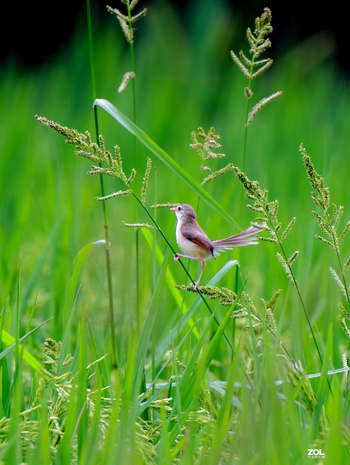鹪莺    尼康200---500MM 镜头， 等效焦距800MM，光圈5.6