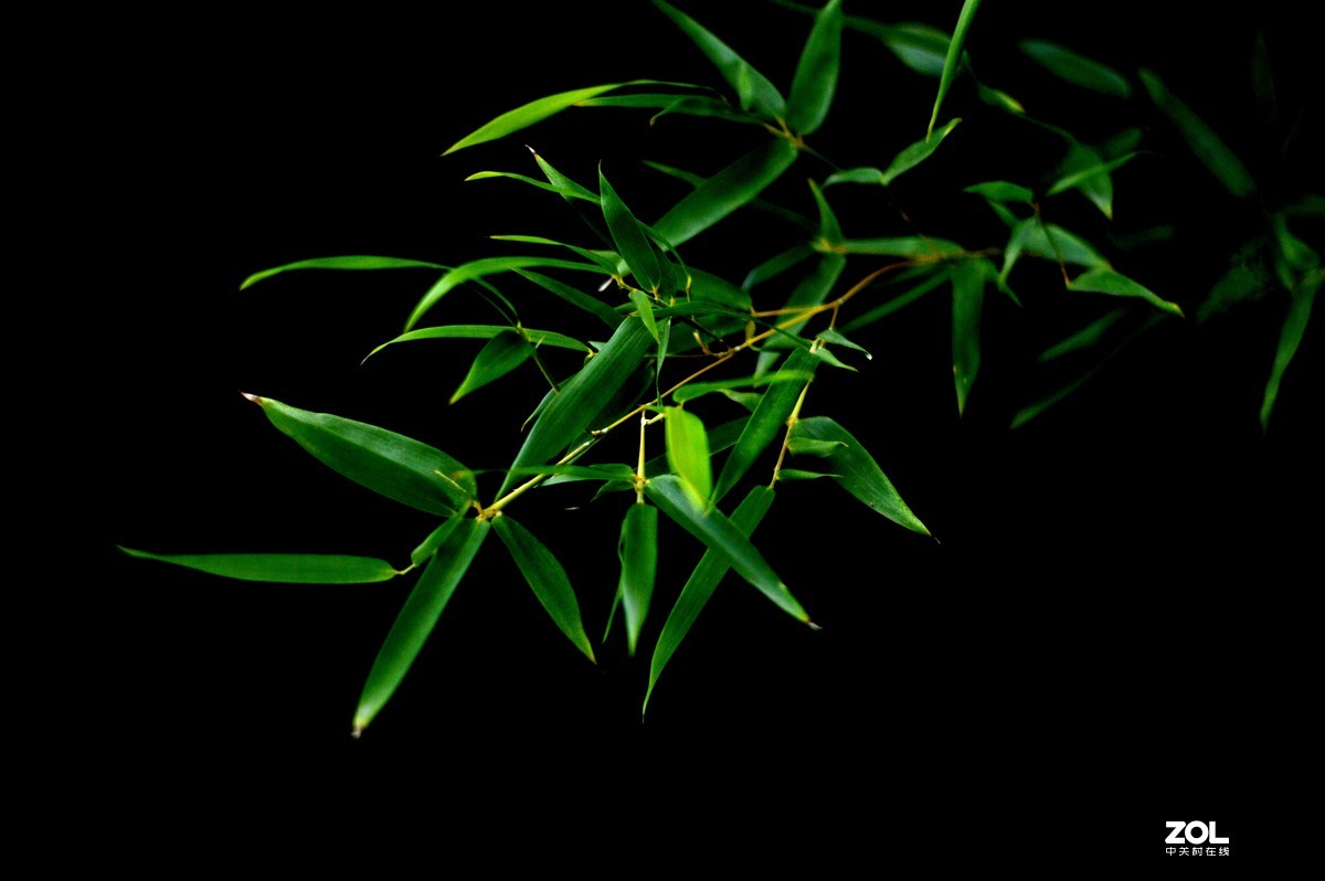 D3200+永诺50  f/1.8试镜