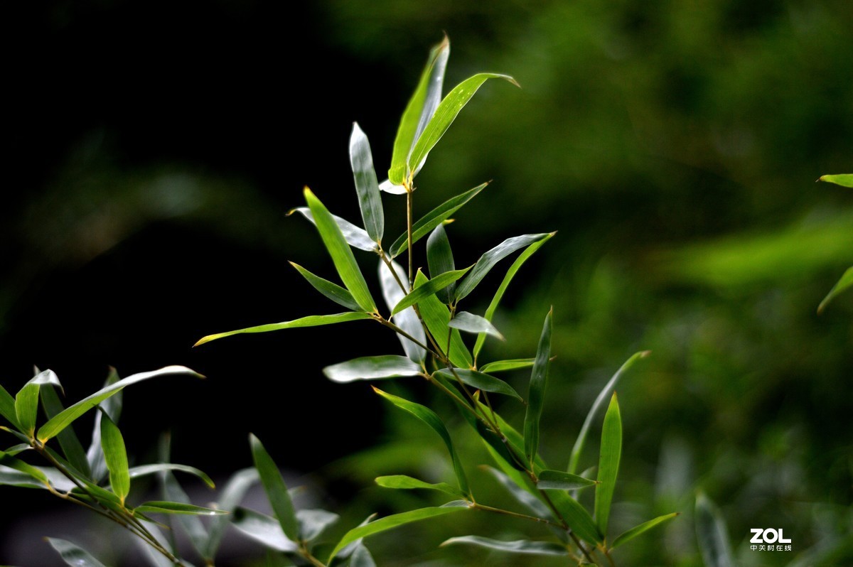 D3200+永诺50  f/1.8试镜