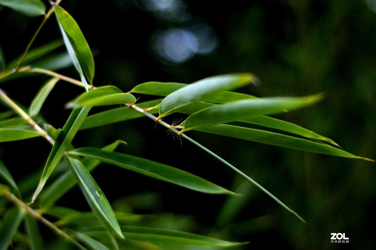 D3200+永诺50  f/1.8试镜