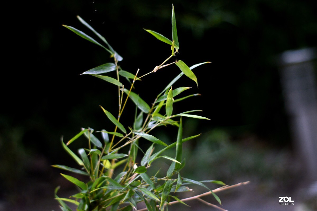 D3200+永诺50  f/1.8试镜