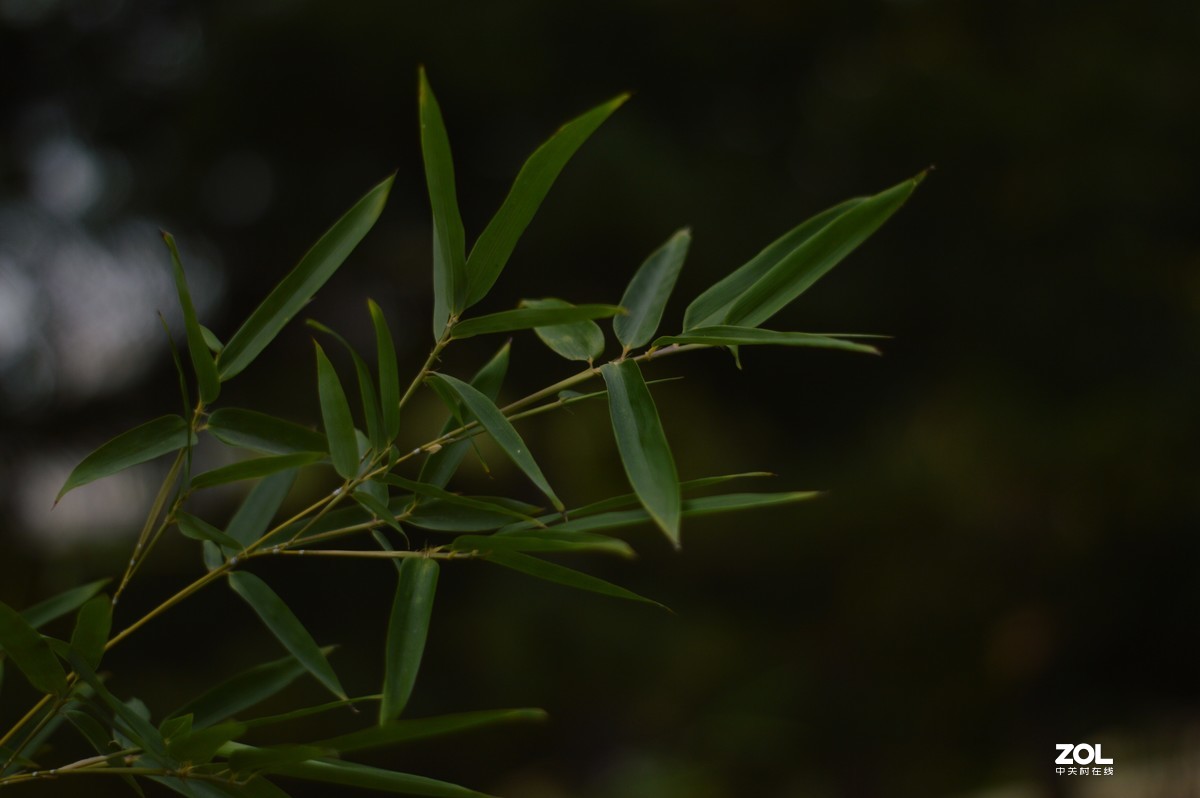 D3200+永诺50  f/1.8试镜