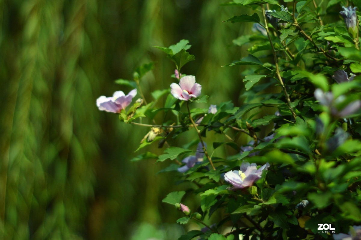 D3200+永诺50  f/1.8试镜