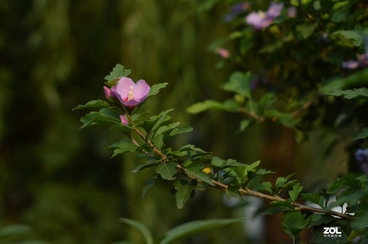 D3200+永诺50  f/1.8试镜