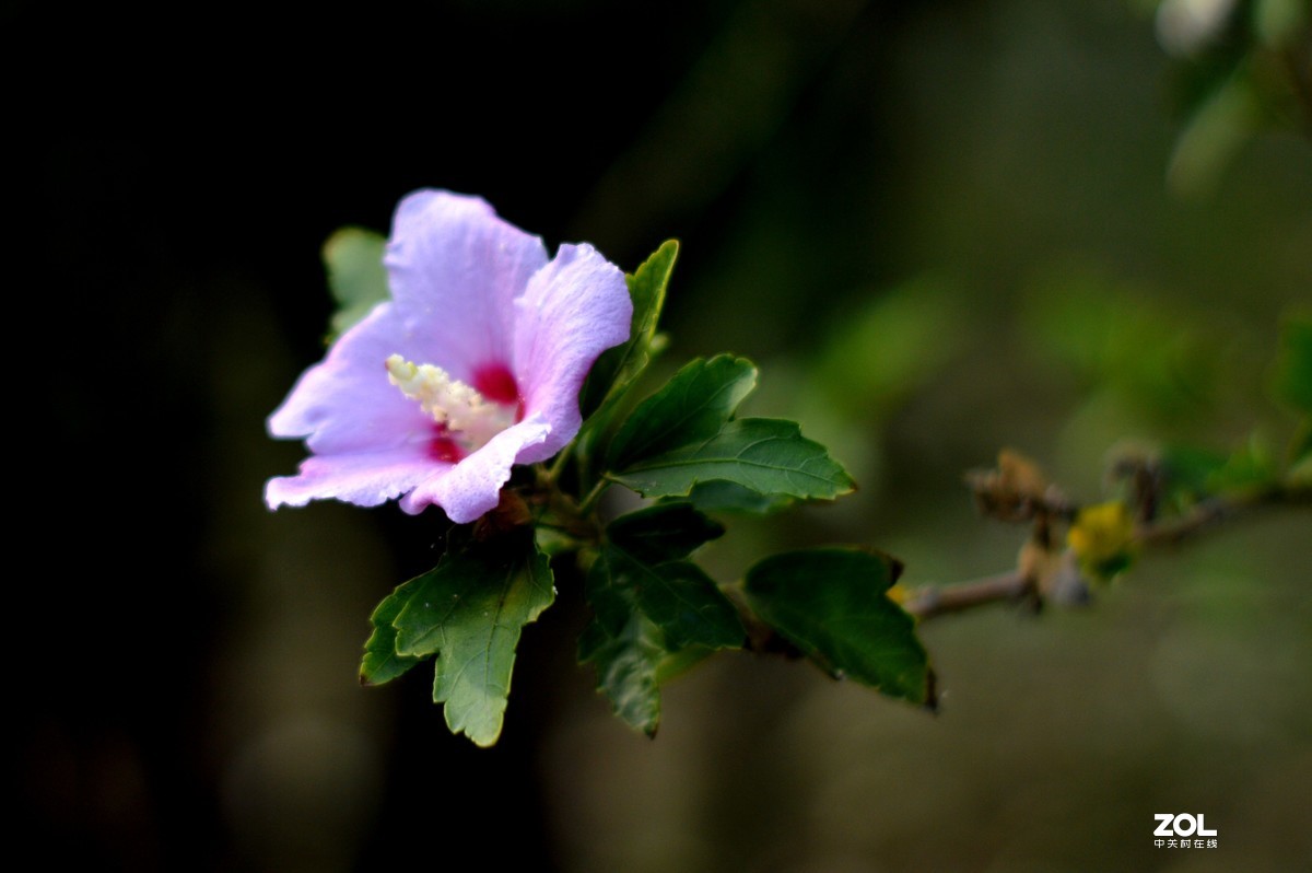 D3200+永诺50  f/1.8试镜