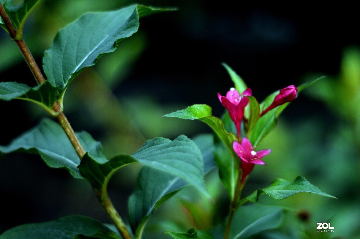 D3200+永诺50  f/1.8试镜