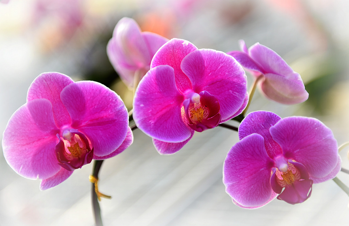 #尼康花卉作品赏析第十期#《再拍蝴蝶兰》