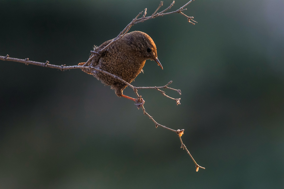 枯枝上觅食的鹪鹩鸟