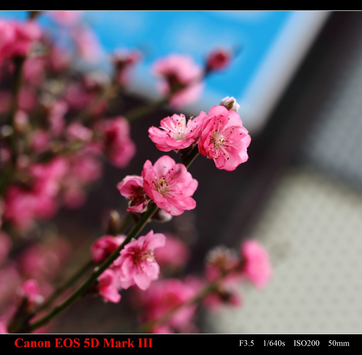 携花卉市场拍的梅花祝大家在新的一年里大展鸿途