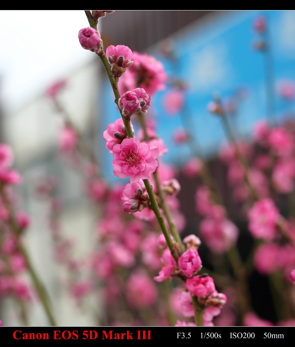 携花卉市场拍的梅花祝大家在新的一年里大展鸿途