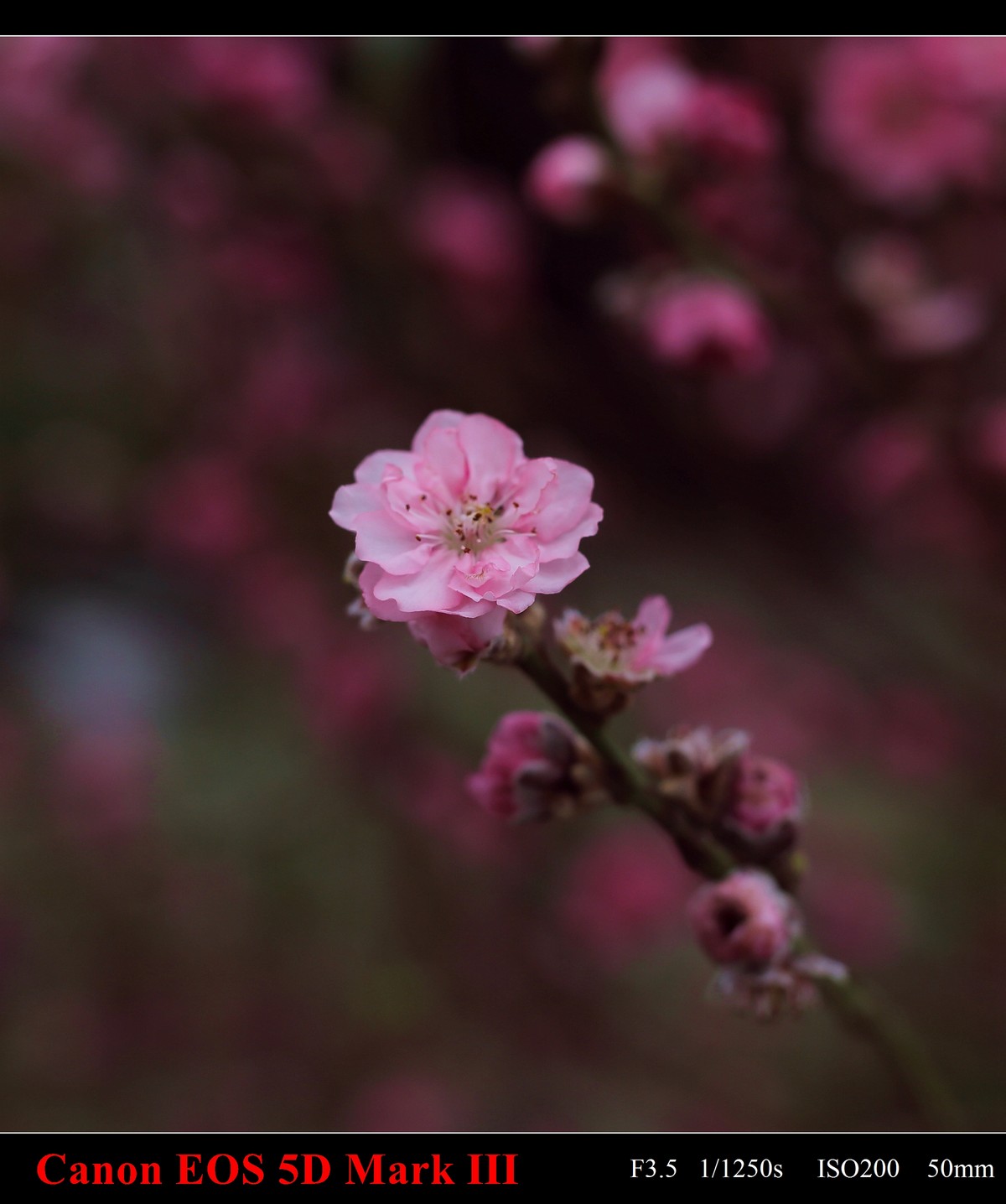 携花卉市场拍的梅花祝大家在新的一年里大展鸿途