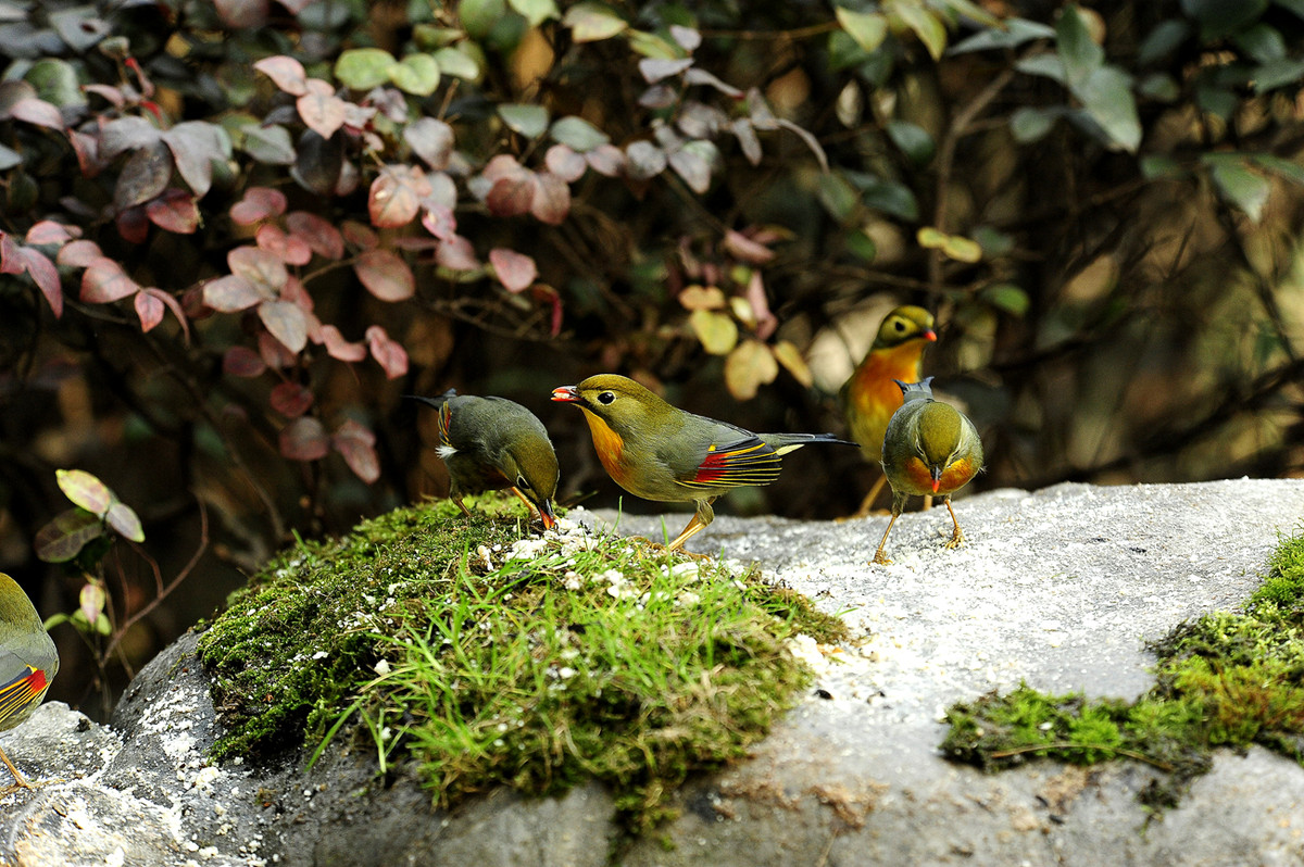 2015年2月14日柳浪闻莺拍相思鸟(d700+80-400)