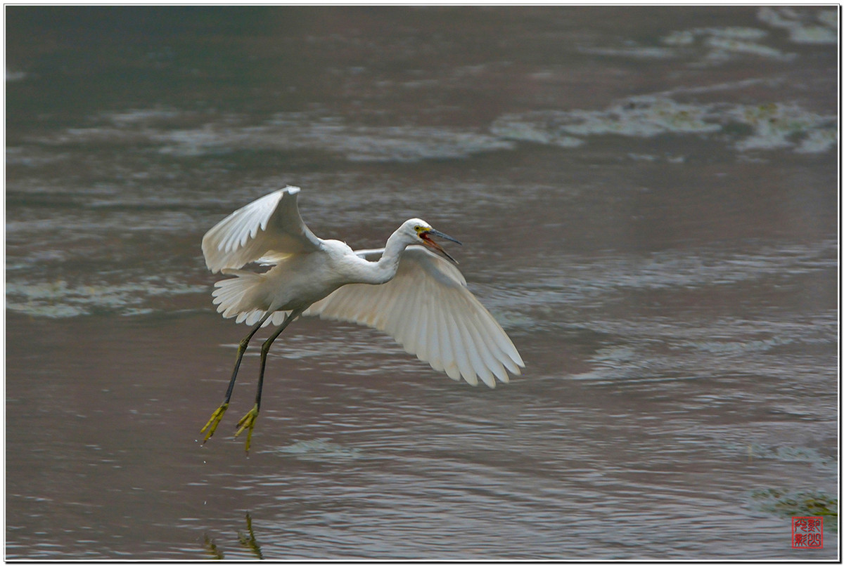 #尼康鸟类作品赏析#第20期《打鸟二月间》