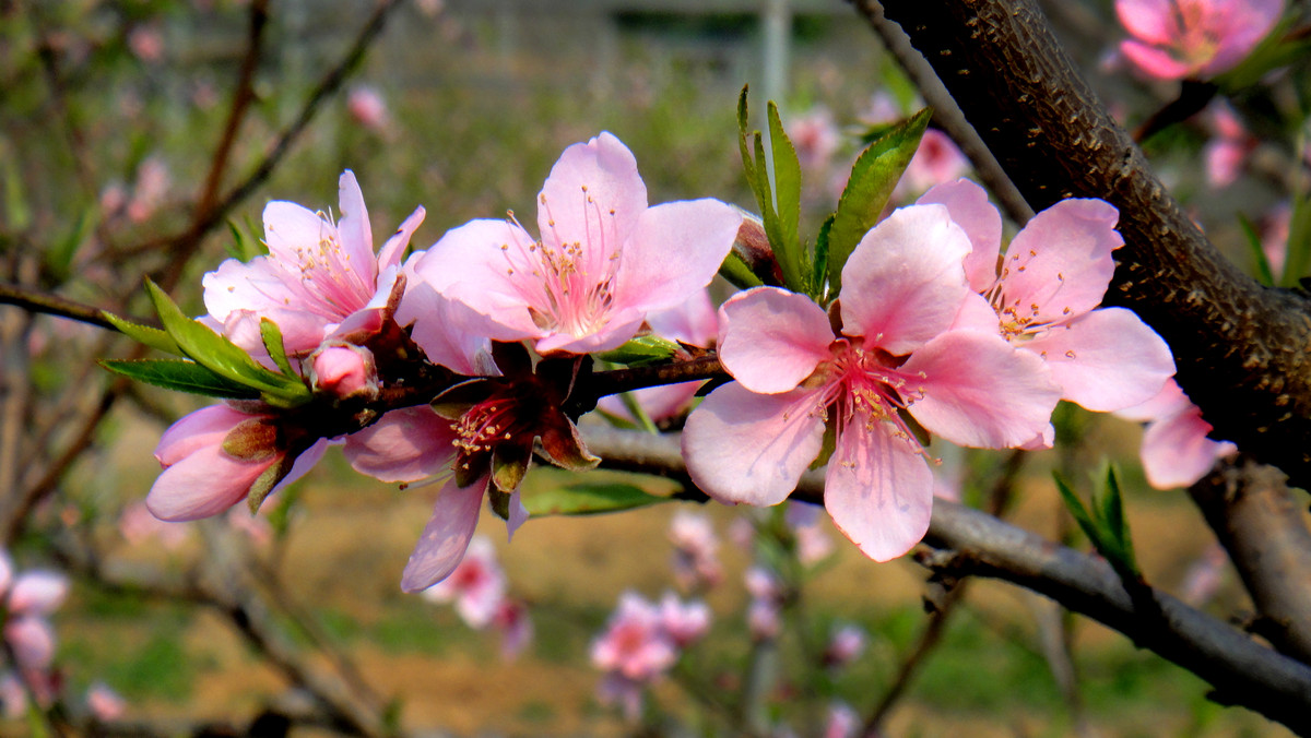 竹外桃花三兩枝,春江水暖鴨先知.