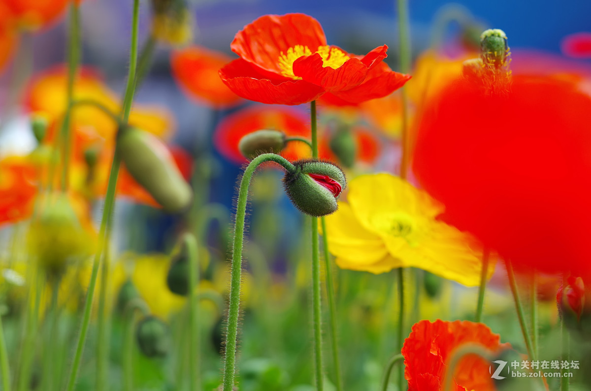 星55拍虞美人，惊喜发现分辨率居然可以达到专业微距头的标准.