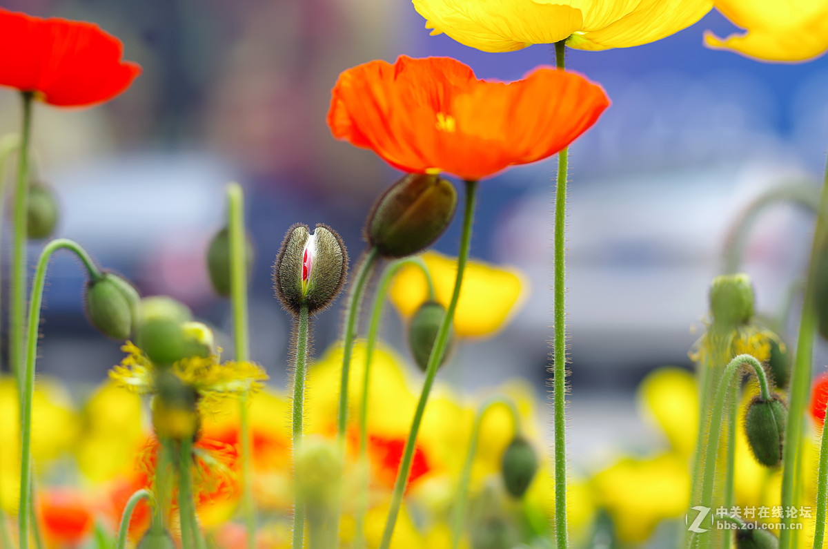 星55拍虞美人，惊喜发现分辨率居然可以达到专业微距头的标准.