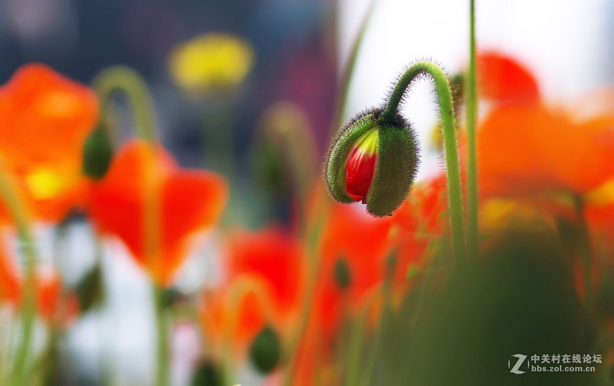 星55拍虞美人，惊喜发现分辨率居然可以达到专业微距头的标准.