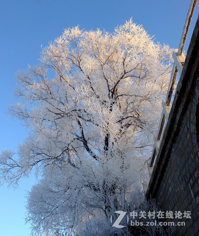 雾凇-中关村在线摄影论坛