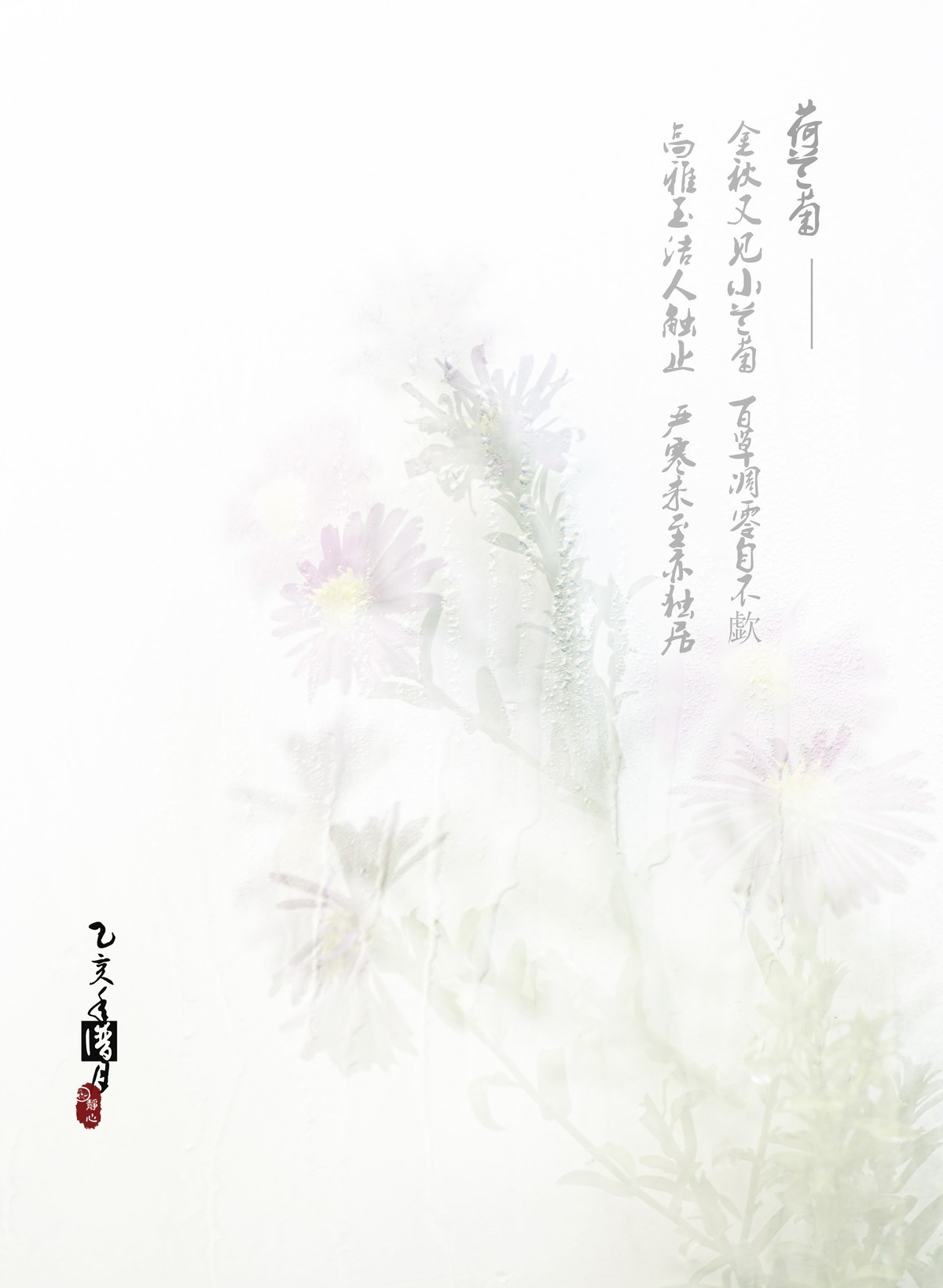 荷兰菊——金秋又见小兰菊，百草凋零自不歔，高雅玉洁人触止，严寒未至亦独居。
