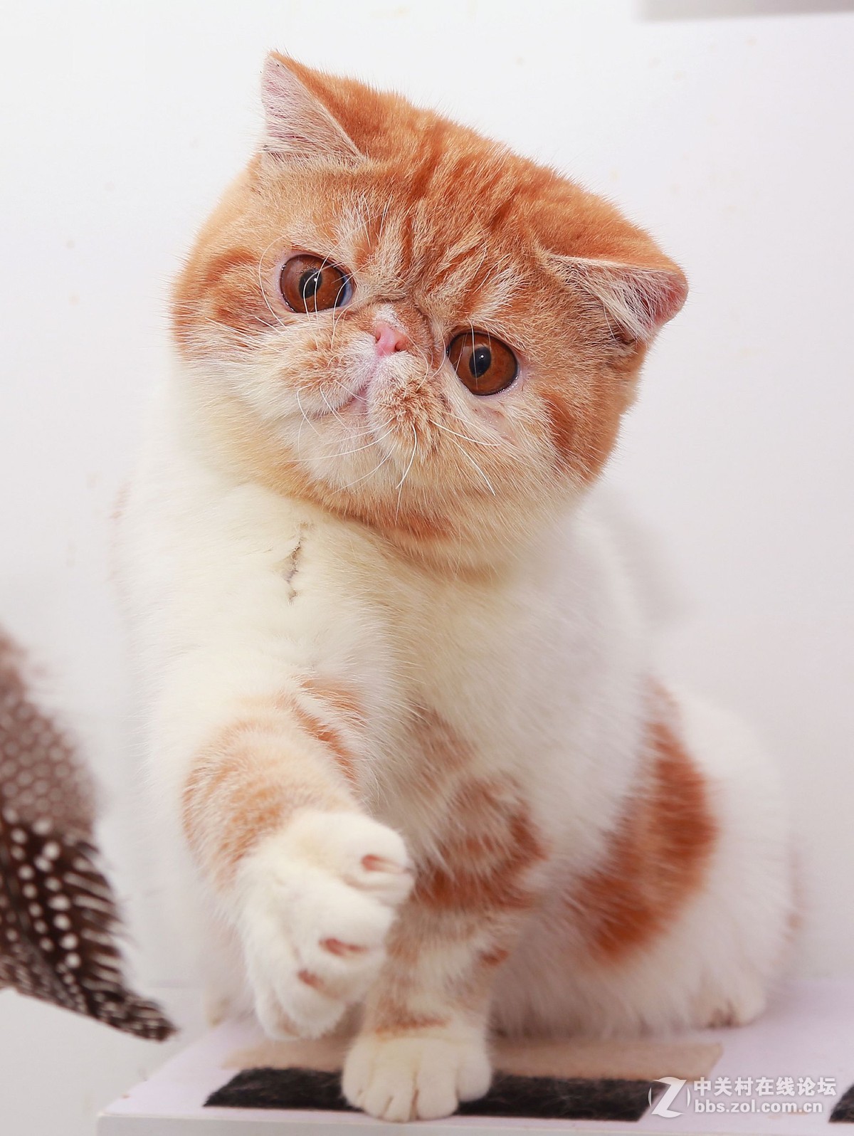 纯种加菲猫 第五季