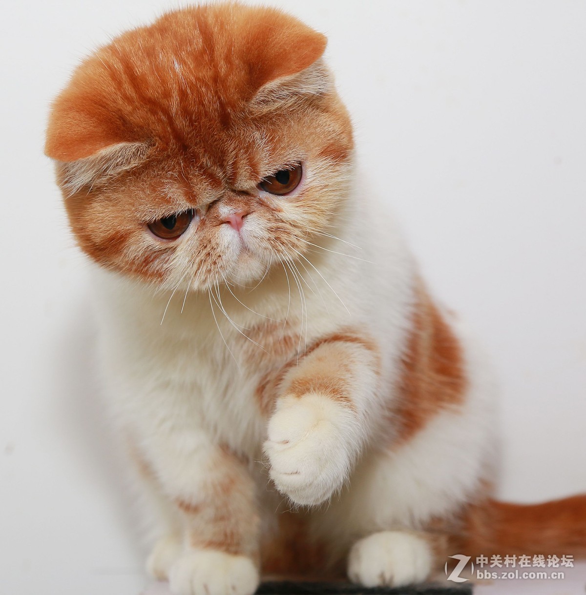 纯种加菲猫 第五季