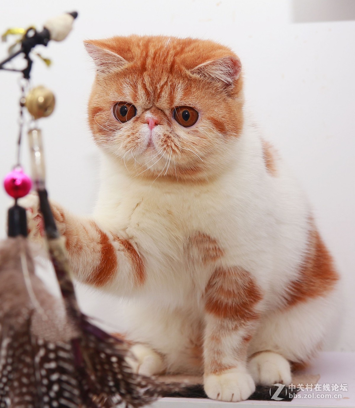 纯种加菲猫 第五季