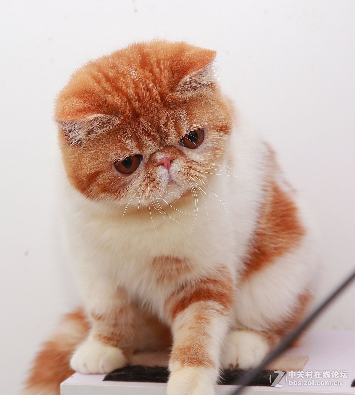 纯种加菲猫 第五季