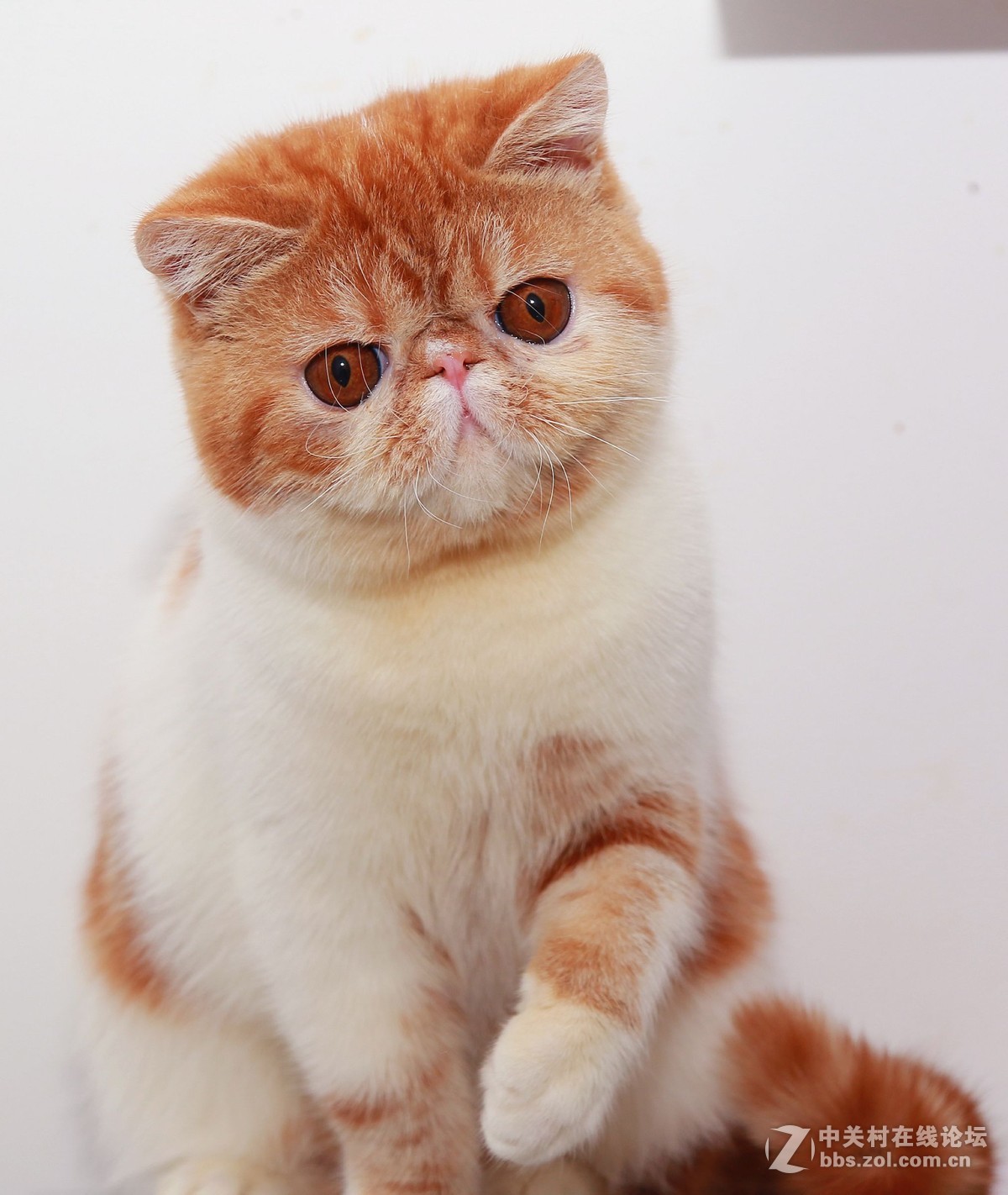 纯种加菲猫 第五季