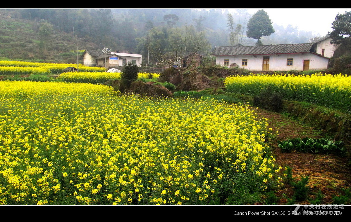 故乡！故乡.......