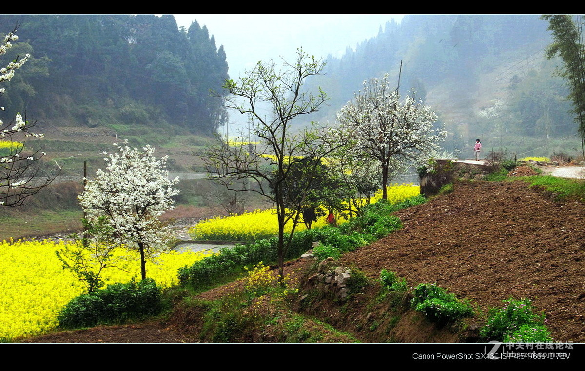 故乡！故乡.......