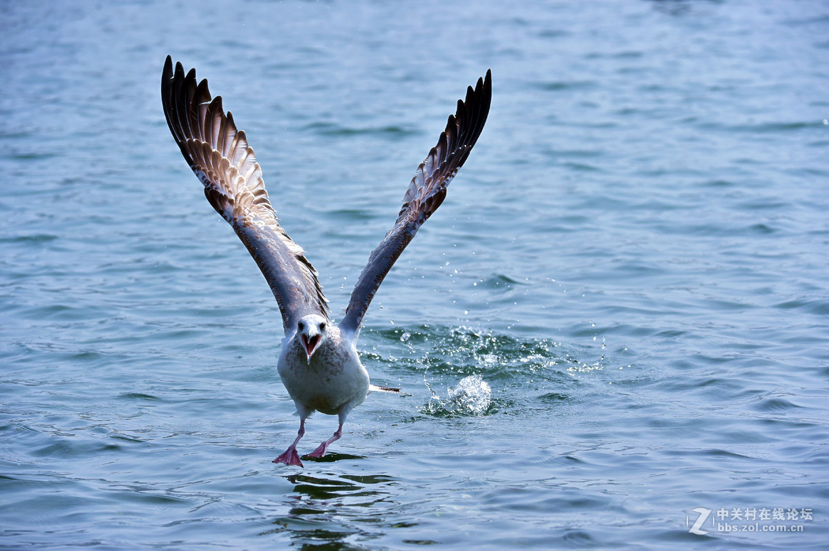 清湖闲客---海鸥（山东荣成烟墩角）