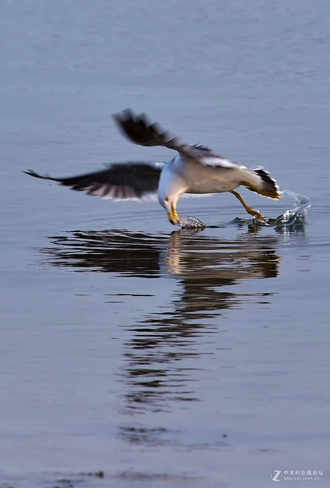 清湖闲客---海鸥（山东荣成烟墩角）